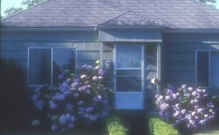 The Hydrangea plants, while lovely, are planted too closely to the house 