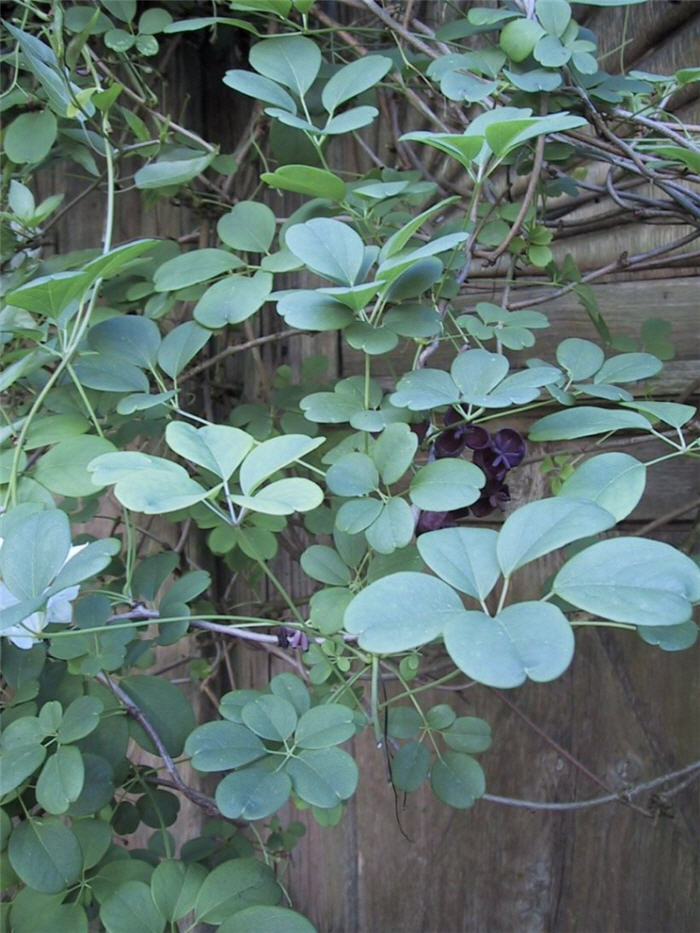 Chocolate Vine, Five-leaf Akebia