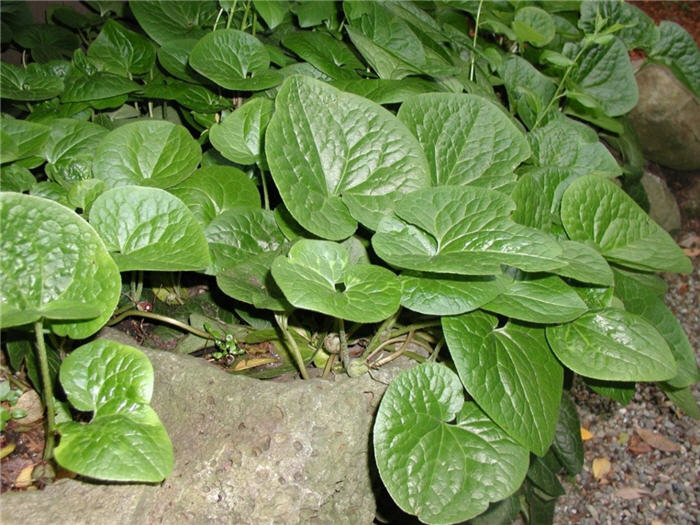 Plant photo of: Asarum caudatum