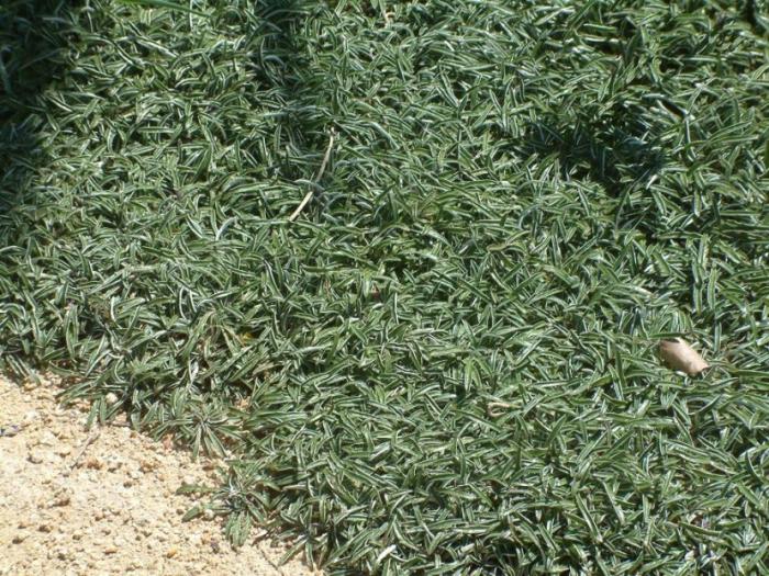 Plant photo of: Dymondia margaretae