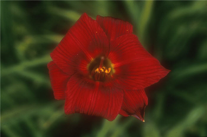 Plant photo of: Hemerocallis 'Little Joy'