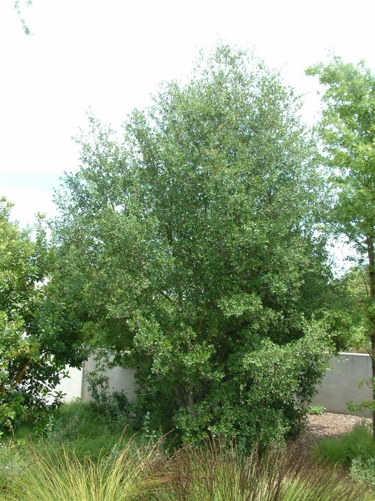 Plant photo of: Quercus wislizenii