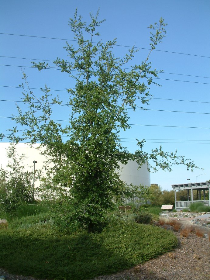 Plant photo of: Quercus wislizenii