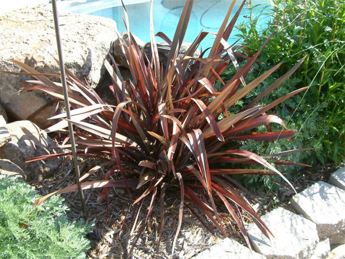 Plant photo of: Phormium tenax 'Rubrum'