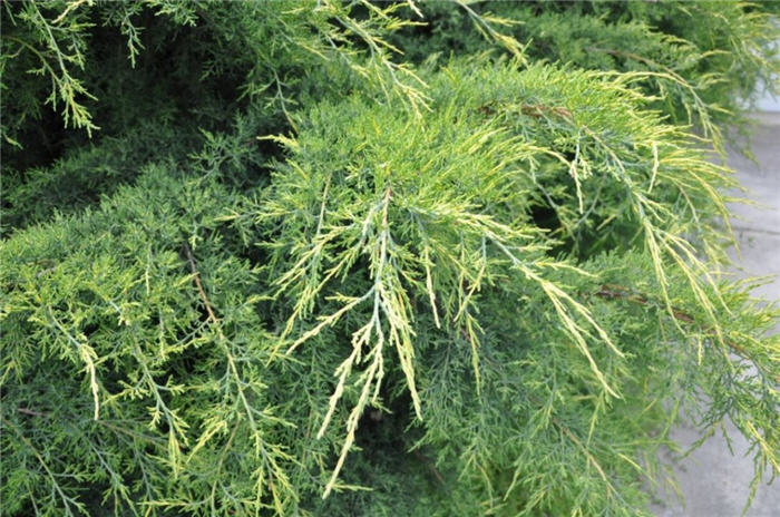 Plant photo of: Juniperus X pfitzeriana 'Aurea'