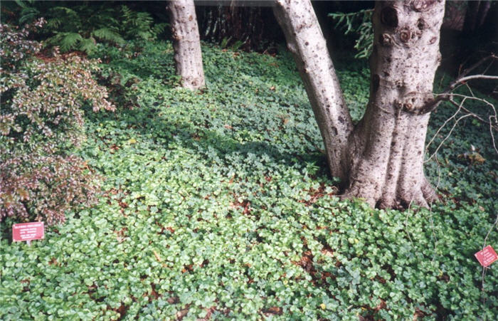 Plant photo of: Oxalis oregana