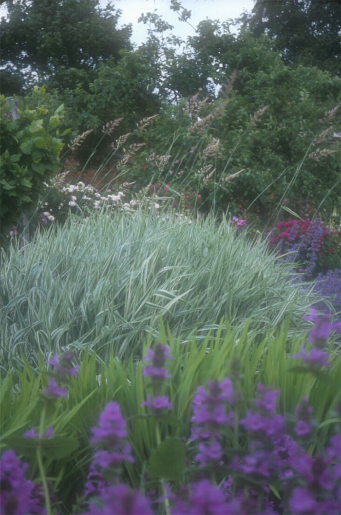 Variegated Ribbon Grass, Gardener's