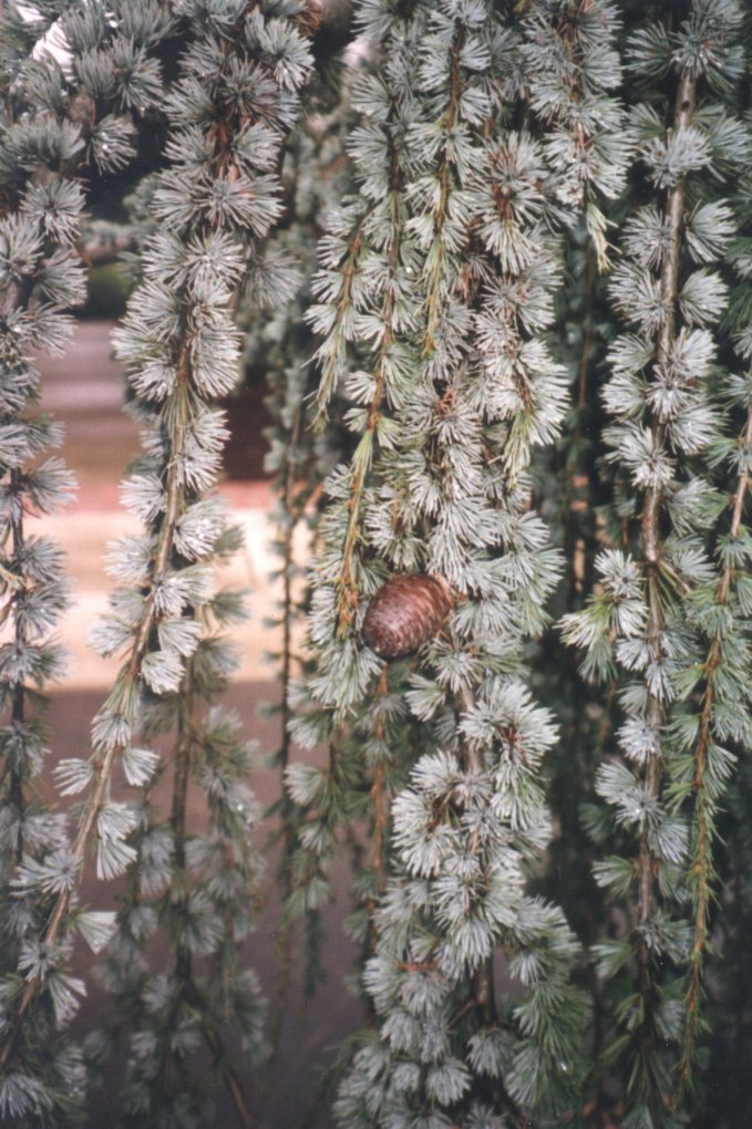 Plant photo of: Cedrus atlantica