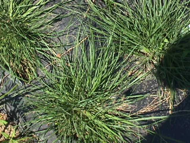 Plant photo of: Pennisetum alopecuroides 'Little Bunny'