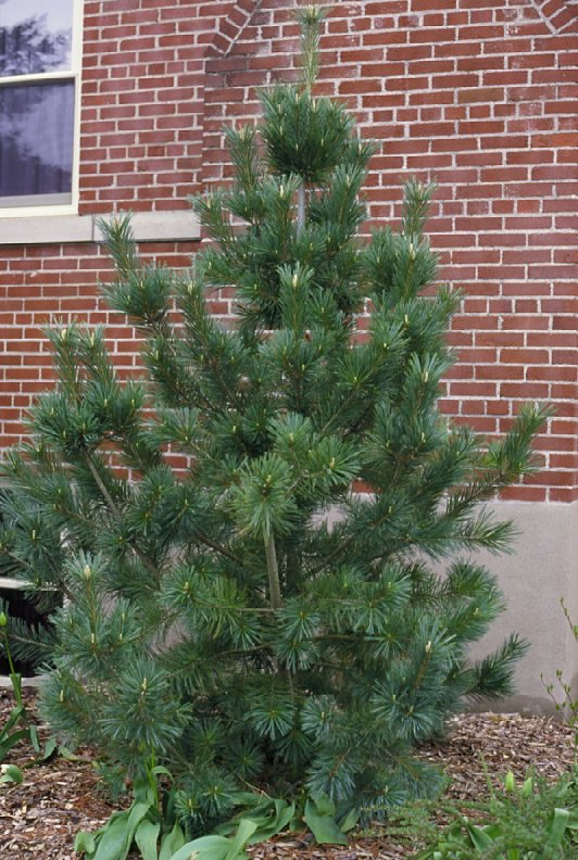Plant photo of: Pinus flexilis 'Vanderwolf's Pyramid'