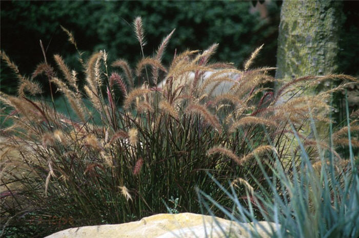 Plant photo of: Pennisetum 'Eaton Canyon'