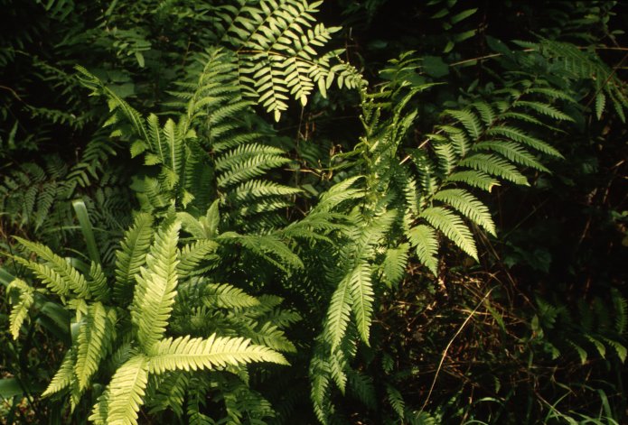 Netted Chain Fern, or Narrow-Leaved
