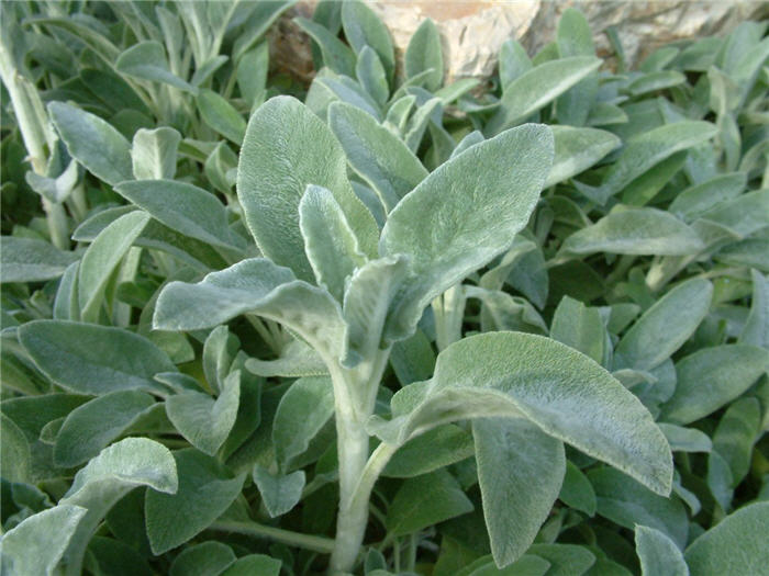 Plant photo of: Stachys byzantina