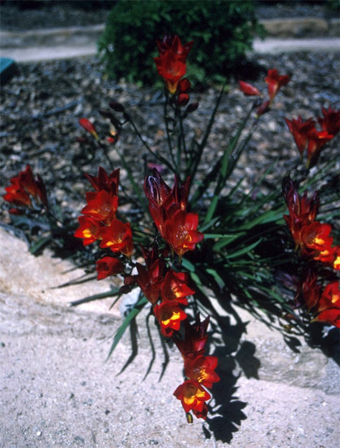 Plant photo of: Freesia hybrids