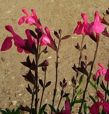 Salvia greggii 'Red Star'