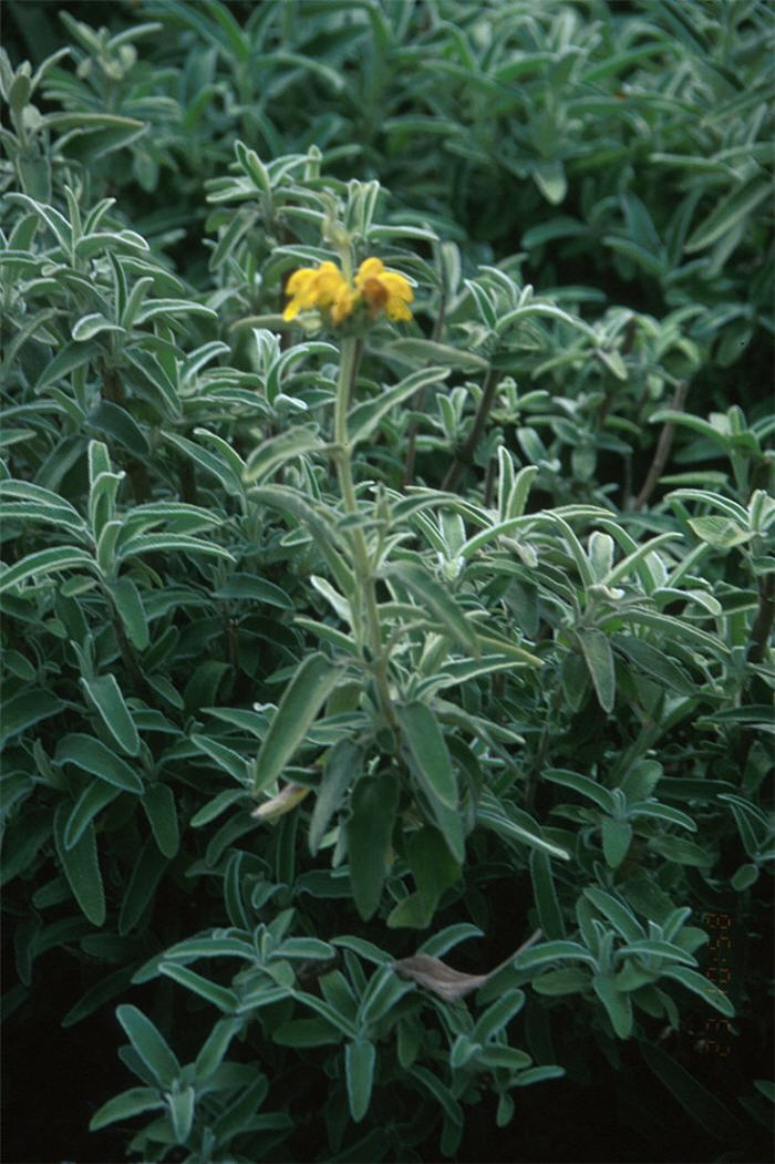 Plant photo of: Phlomis fruticosa