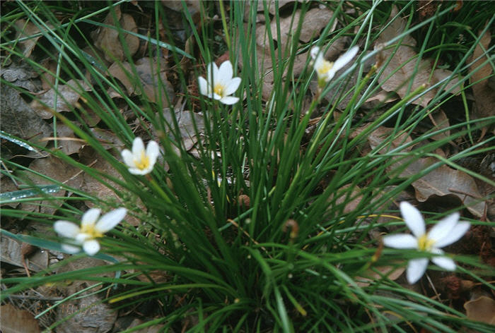 White Fairy Lily