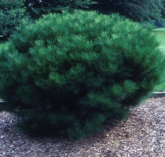 Pinus densiflora 'Umbraculifera Dwarf'