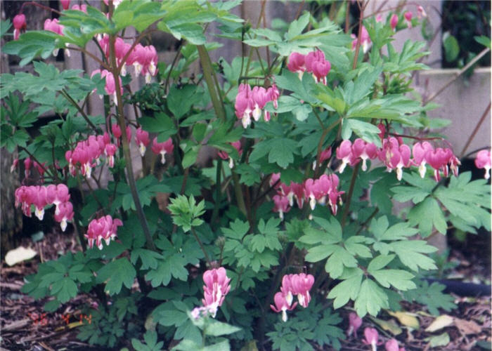 Plant photo of: Dicentra formosa