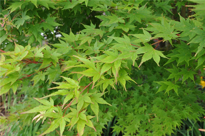 Plant photo of: Acer palmatum