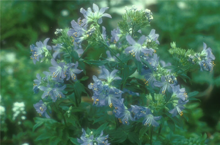 Plant photo of: Polemonium caeruleum 'Brise d' Anjou'
