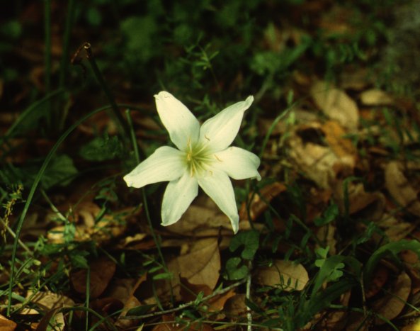 Zephyr Flower, Atamasco Lily