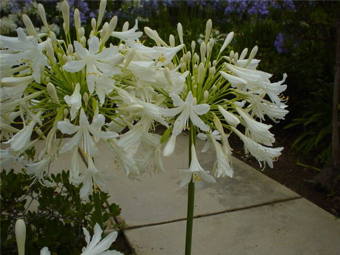 Plant photo of: Agapanthus 'White'