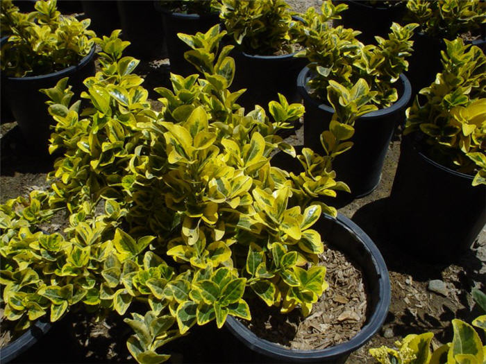 Plant photo of: Euonymus japonica 'Aureo Variegatus'