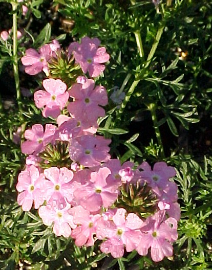Plant photo of: Verbena tenuisecta 'Edith'