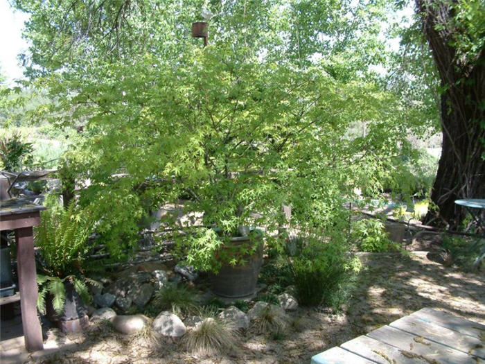 Plant photo of: Acer japonicum