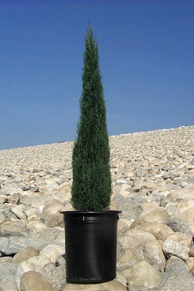 Miniature Italian Cypress