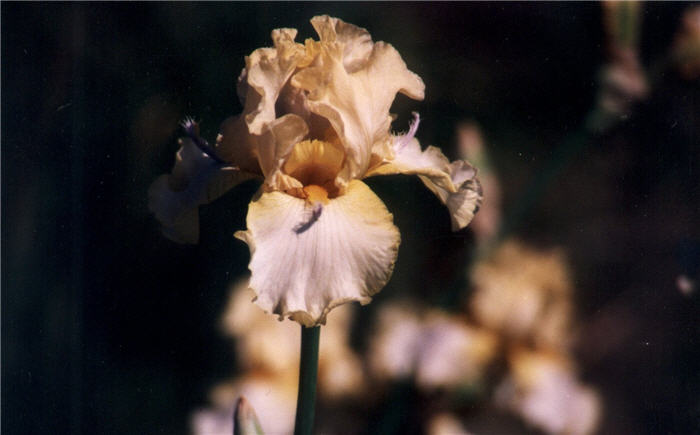 Plant photo of: Iris bearded 'Mandolin'