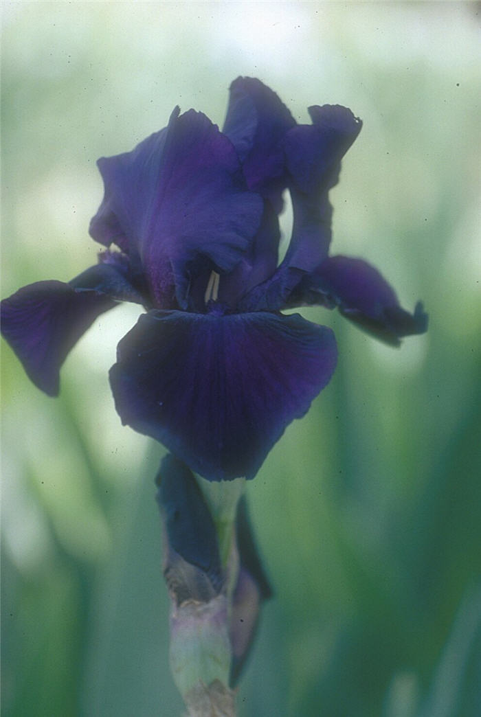 Plant photo of: Iris bearded 'Merlot Mood'