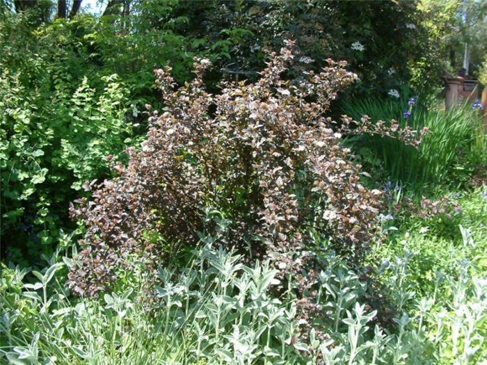 Plant photo of: Physocarpus opulifolius 'Diablo'