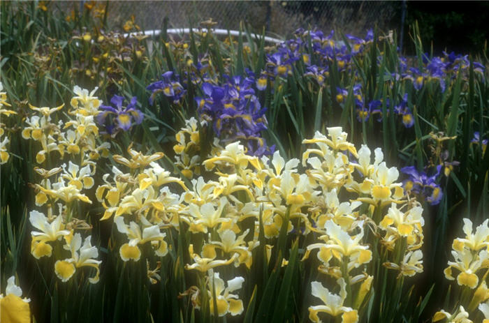 Plant photo of: Iris Siberian 'Ruffled Canary'