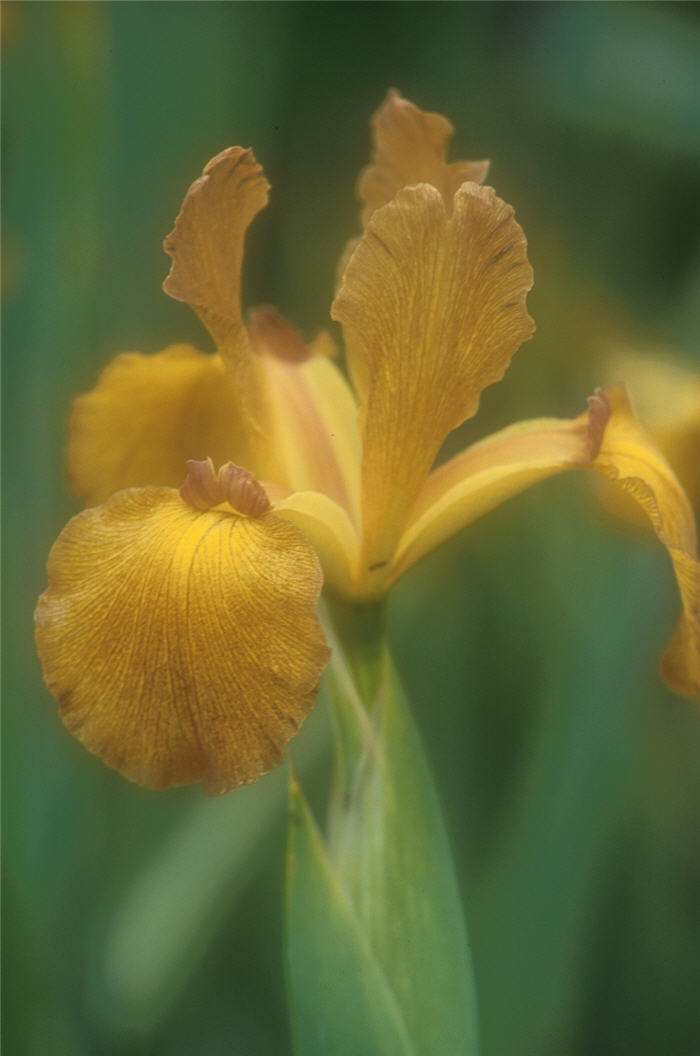 Iris Siberian 'Imperial Bronze'