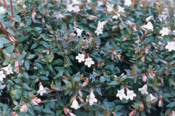 Plant photo of: Abelia X grandiflora 'Edward Goucher'