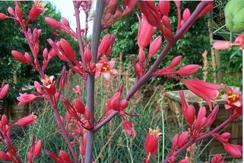 Plant photo of: Hesperaloe parviflora
