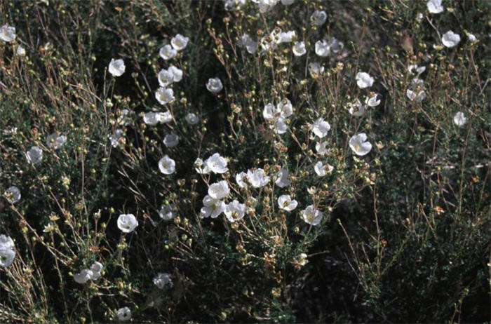 Plant photo of: Fallugia paradoxa