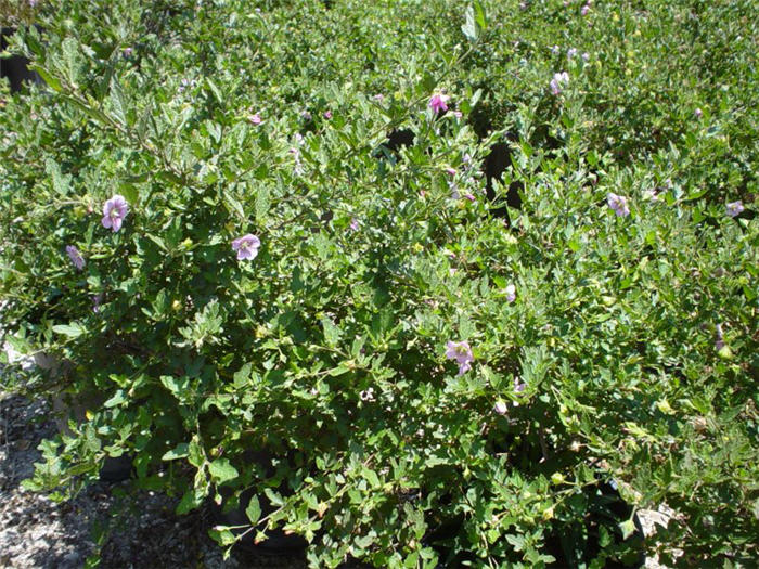 Plant photo of: Anisodontea X hypomandarum