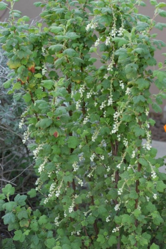 Ribes sanguineum 'White Icicle'