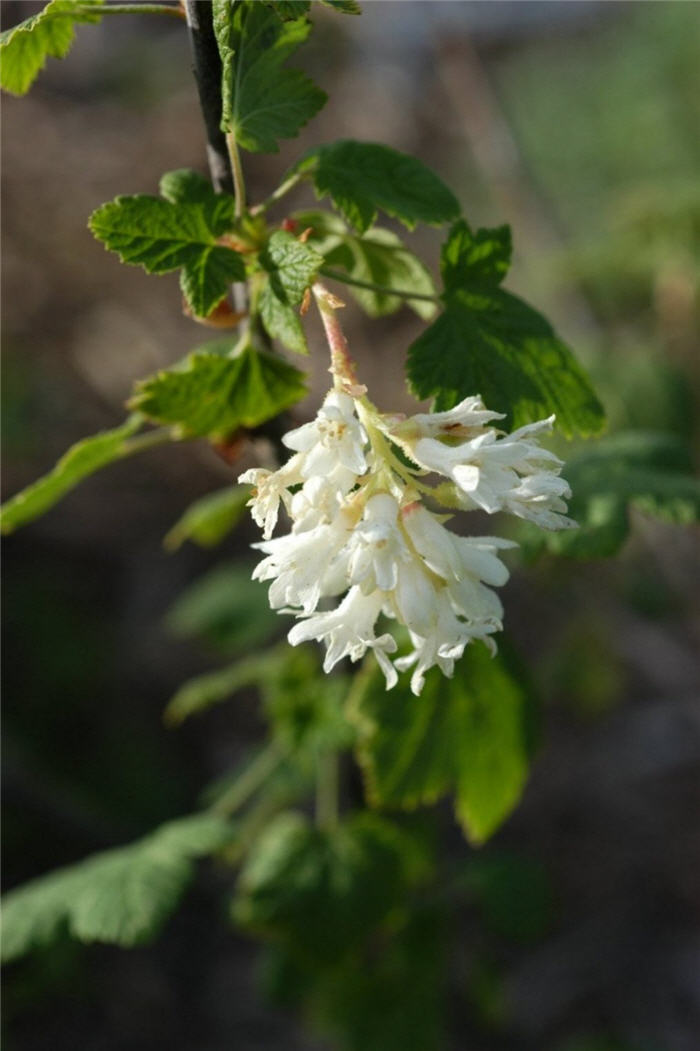 Plant photo of: Ribes sanguineum 'White Icicle'