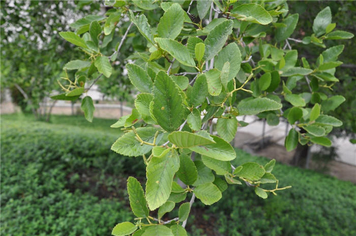 Plant photo of: Alnus rhombifolia