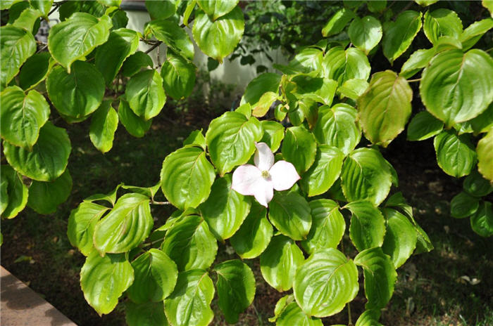 Cornus florida 'White'