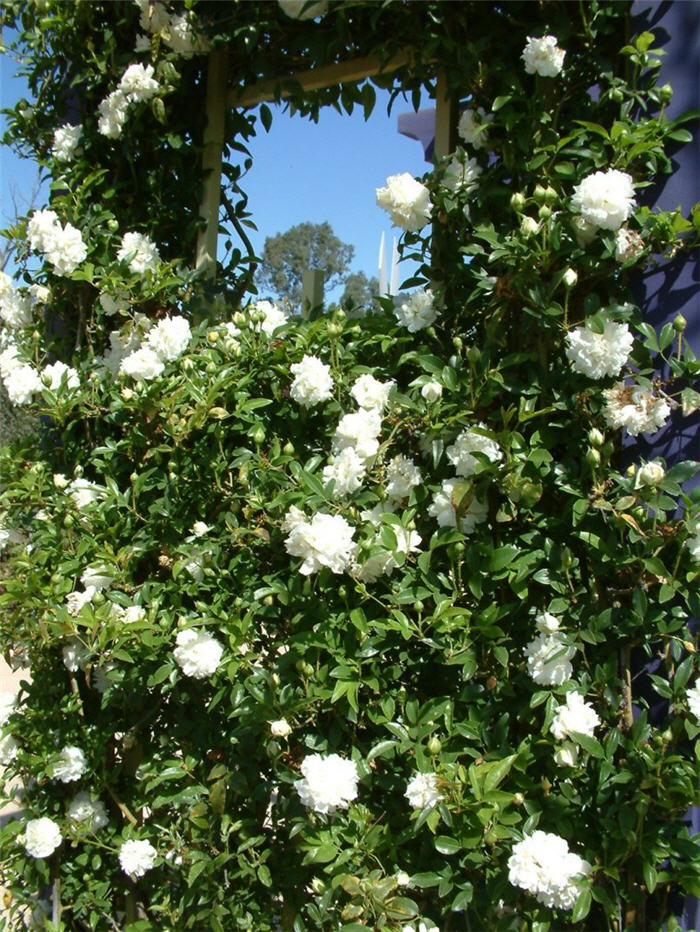 Plant photo of: Rosa Climbing varieties