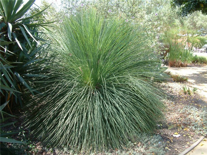 Plant photo of: Xanthorrhoea quadrangulata