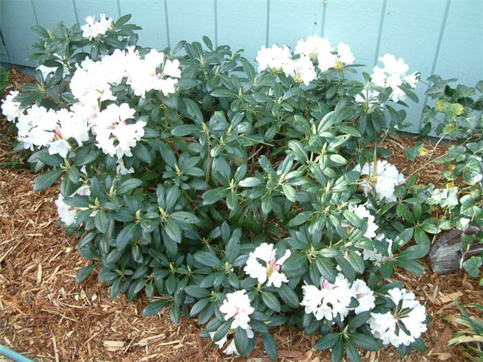 Plant photo of: Rhododendron occidentale
