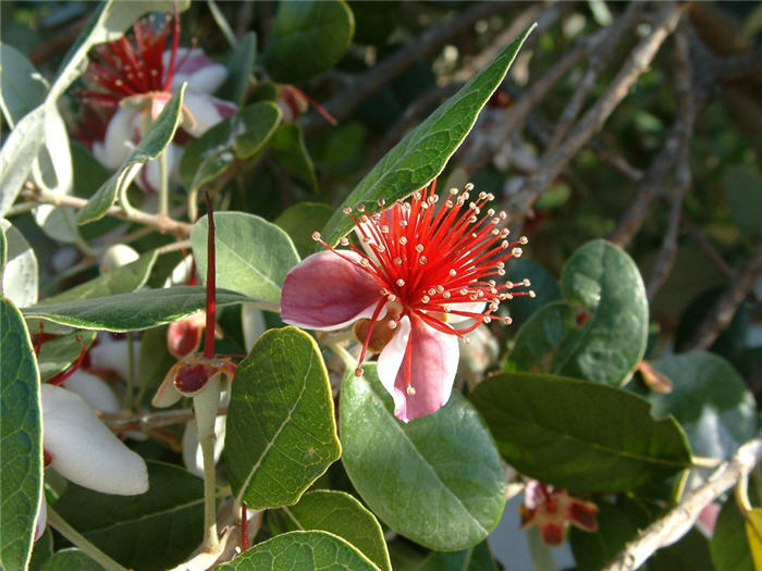 Plant photo of: Acca sellowiana