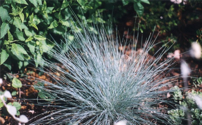 Plant photo of: Festuca amethystina 'Superba'