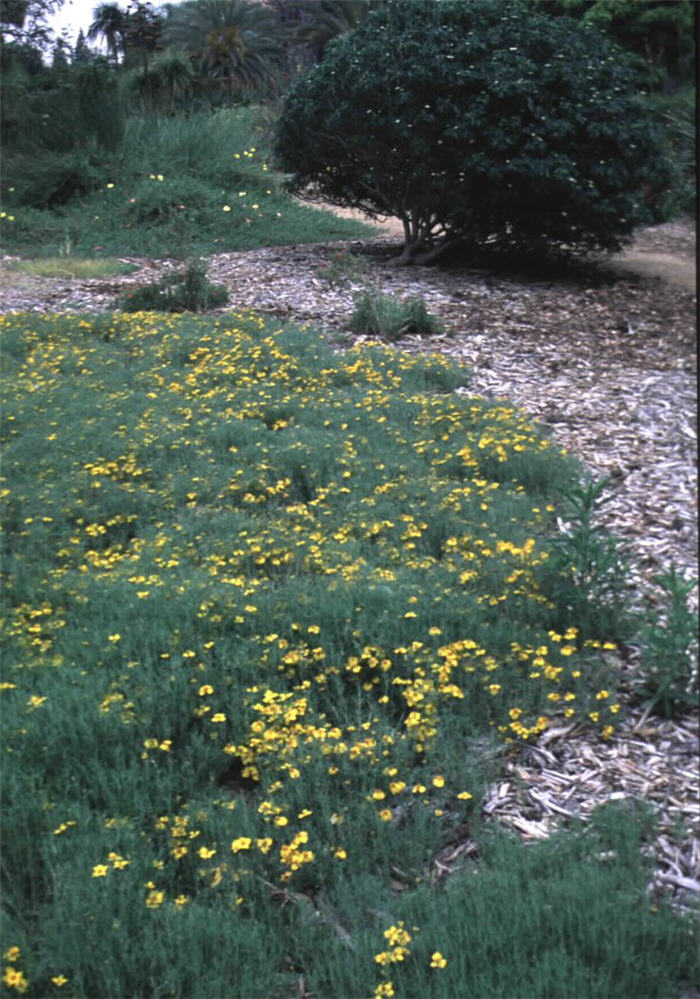 Plant photo of: Zinnia grandiflora
